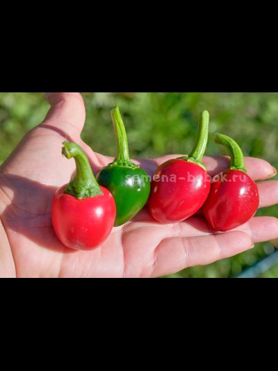 Перец острый Jalapeno Bomb F5, 10 шт