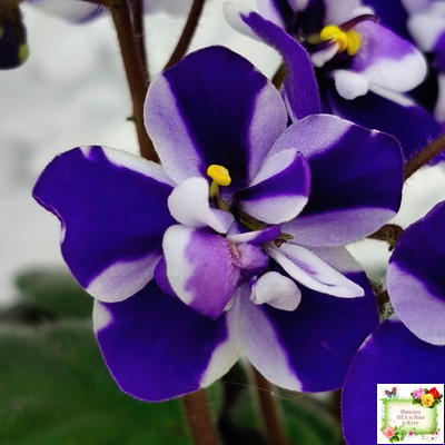 Concord (Horikoshi/Ozaki) (10/03/1992) химера (пасынок укоренённый)