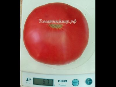 Томат Микадо розовый