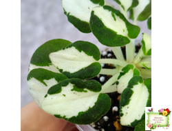 RUD-Green and White (Е. Рудницкий) 2023 г. листовая химера трейлер