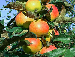 ОСТАНКИНО