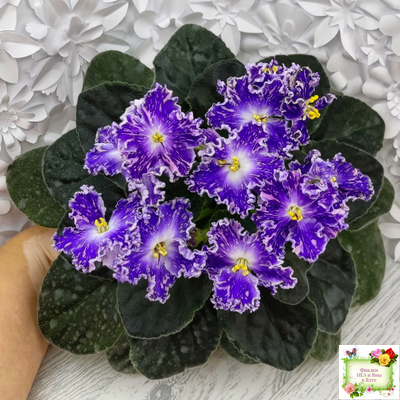 НД-Кристалл Сваровски (Н. Данилова-Суворова) 2019 г. (лист укоренённый)