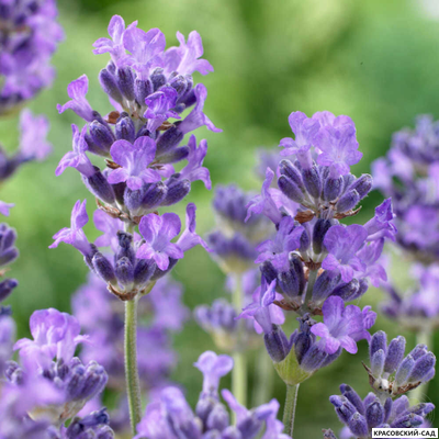 Лаванда узколистная - Angustifolia