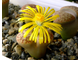 Lithops pseudotruncatella (syn.mundtii) C100 - 10 семян