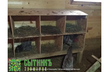 Насесты деревенских кур