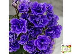 Blue Scoundrel micromini (P.Sorano/LLG) (Блю Ска́ндрел) микроминиатюра