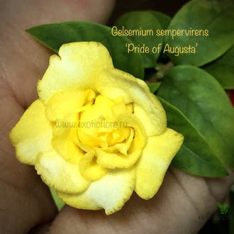 Гельземиум махровый / Gelsemium sempervirens ‘Pride of Augusta’