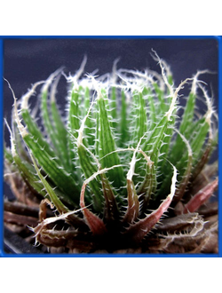 Haworthia decipiens v. xyphiophylla