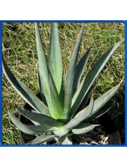 Agave chrysophylla