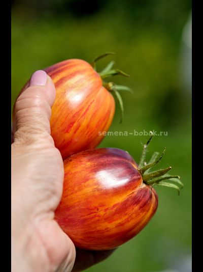 Томат Огненный Тюрбан, 10 шт