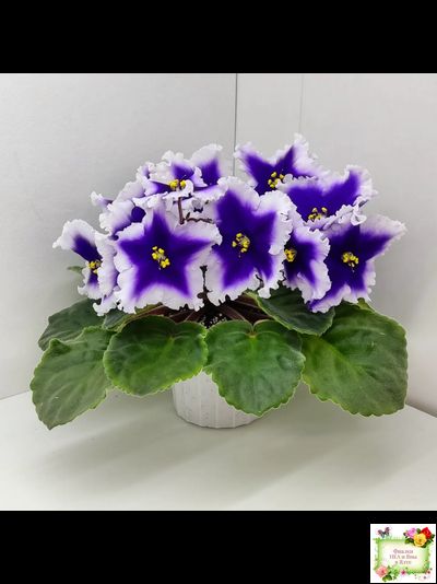 Dn-New Star (Д. Денисенко) 2019 г.