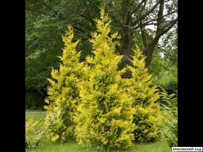 Туя Голд Брабант - Gold Brabant