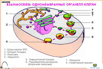 Цитология  (16 шт), комплект кодотранспарантов (фолий, прозрачных пленок)