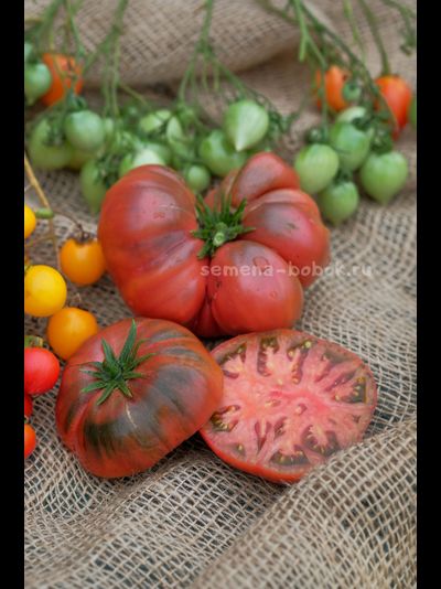 Томат Dwarf Tasty Wine (Гном Вкусное Вино), 10 шт