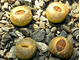 Lithops aucampiae (Kuruman form) C012 (MG-1550.1)