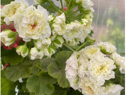 П233 Пеларгония ЮВ Эльбрус укорененный черенок