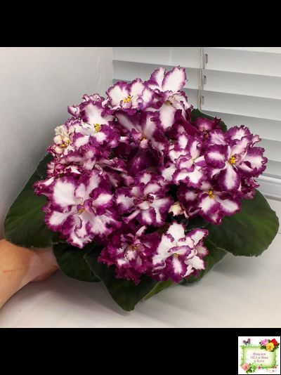 ВаТ-Волшебная Сказка (Т.Валькова) 2019 г.