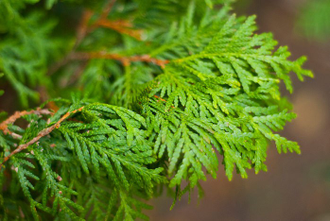 Туя западная, белый кедр (Thuja occidentalis), лапки (10 мл) - 100% натуральное эфирное масло