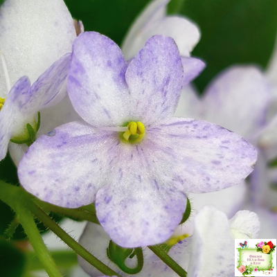 Белый Клоун (Е. и Я. Немчиновы) 2025 г. трейлер