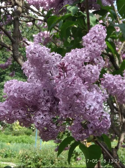 К.А Тимирязев