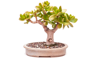 Crassula ovata - Крассула Овата, Крассула овальная, Денежное дерево, Толстянка овальная