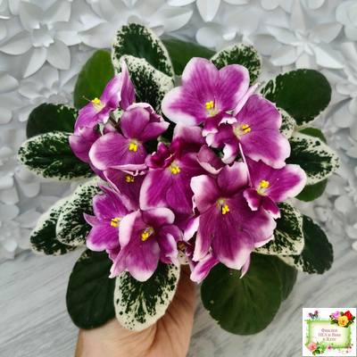 KZ-Источник Вдохновения (И. Заикина) 2023 г. (стартер сорт)