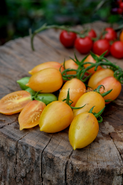 Томат Märchenzauber (Сказочная магия), 10 шт