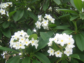 Франжипани / Frangipani (Plumeria alba) абсолю 1 г