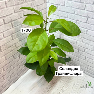 Соландра крупноцветковая / Solandra grandiflora