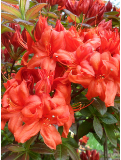 Рододендрон (Азалия)  Feuerwerk