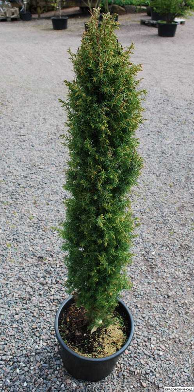 Можжевельник обыкновенный Суэцика