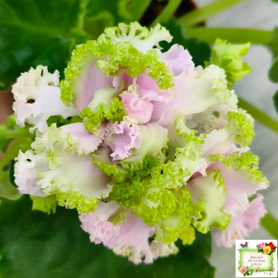 ЛЕ-Денди (Е. Лебецкая) 2011 г. (сортовой стартер)