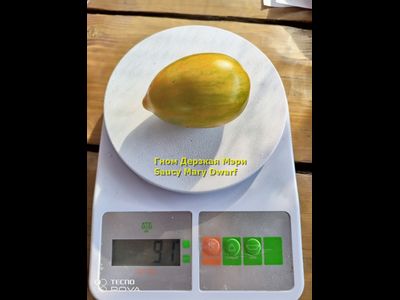 Томат Гном Дерзкая Мэри (Saucy Mary Dwarf) США