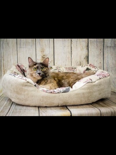 ДИВАН "ЛЮБИМЕЦ" 55х40x14 см