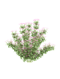 тропические Баухиния bauhinia