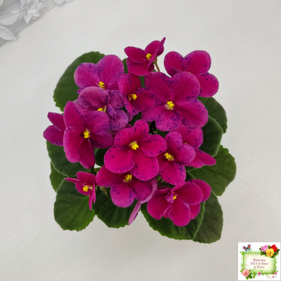 Mac’s Paisley Pattern (G.McDonald)