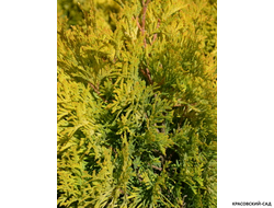 Туя Санни Смарагд - Sunny Smaragd