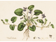 Фиалка душистая, лист (Viola odorata) 2 г абсолю