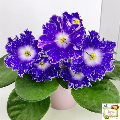 DS-Сияющий Колокольчик (Dimetris) 2014 г.