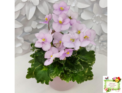 Morgan's Ivy League (C.Eros) (детка)