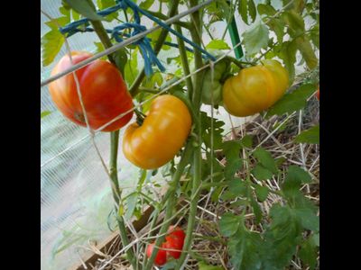 Томат Хейзел мей (Hazel mae)