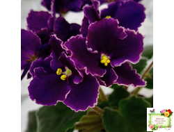 Mac's Black Pearl (G.McDonald) (лист посажен 01.11.25)