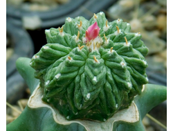 Aztekium  ritteri PP 566 (d=25)