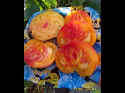 Томат Лаки Кросс (Lucky Cross), Канада