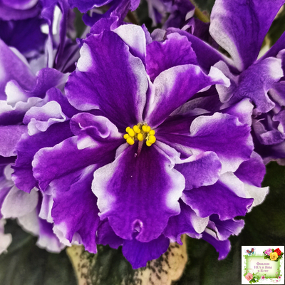 ВаТ-Морской Стиль (Т. Валькова) 2019 г.