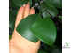 Ficus Triangularis Natali Trinova / фикус треугольный тринова