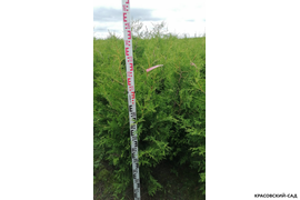 Брабант с линейкой