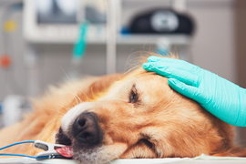 ИНТЕНСИВНАЯ ТЕРАПИЯ