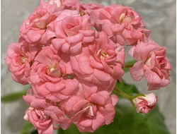 П81 Пеларгония Antique Rose укорененный черенок