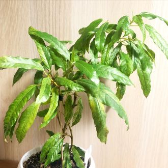 Ficus Racemosa Gold variegata / фикус ракемоза вариегатный желтый